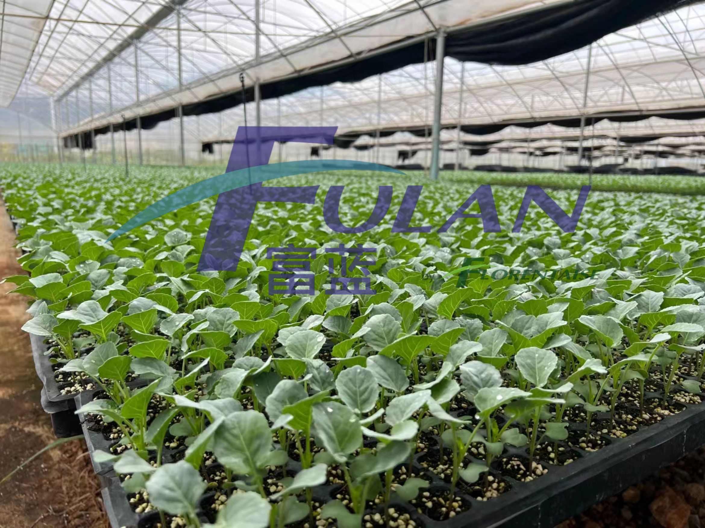 油菜育苗生产应用