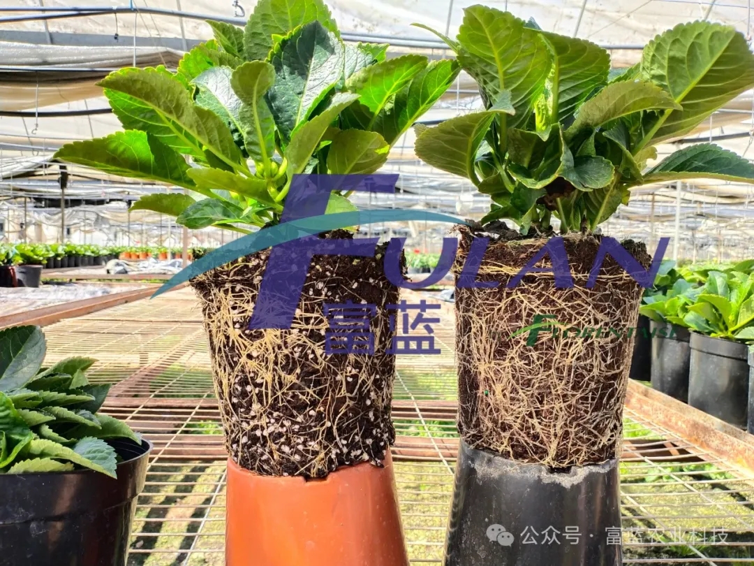 绣球花生产应用