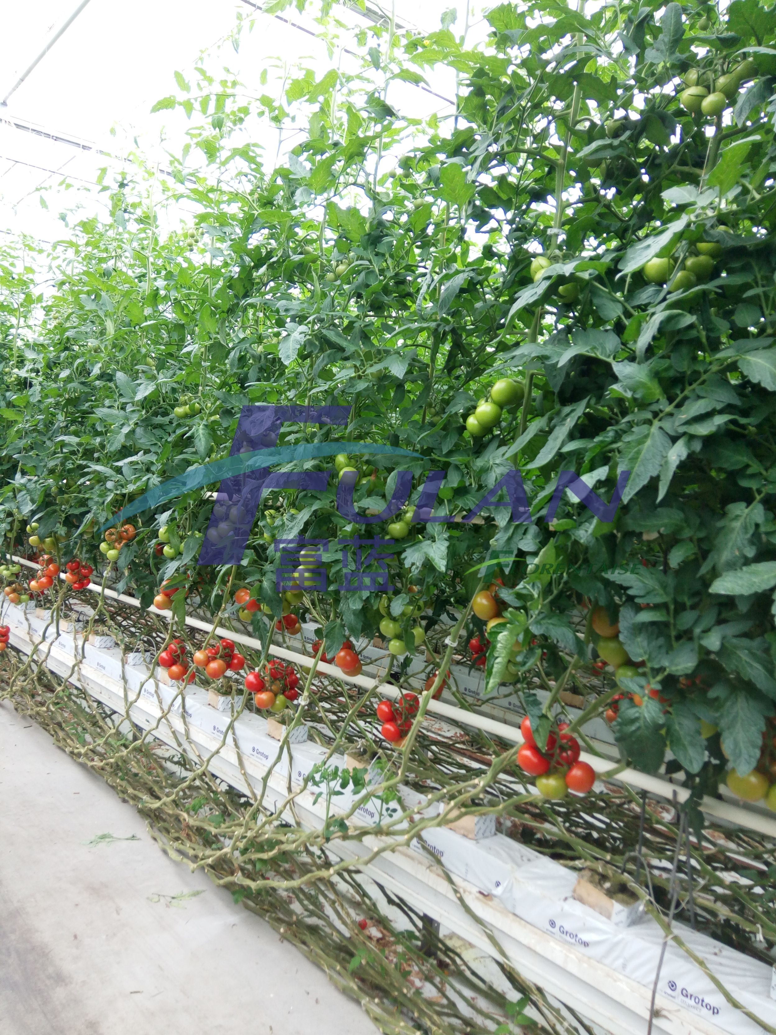 番茄生产应用