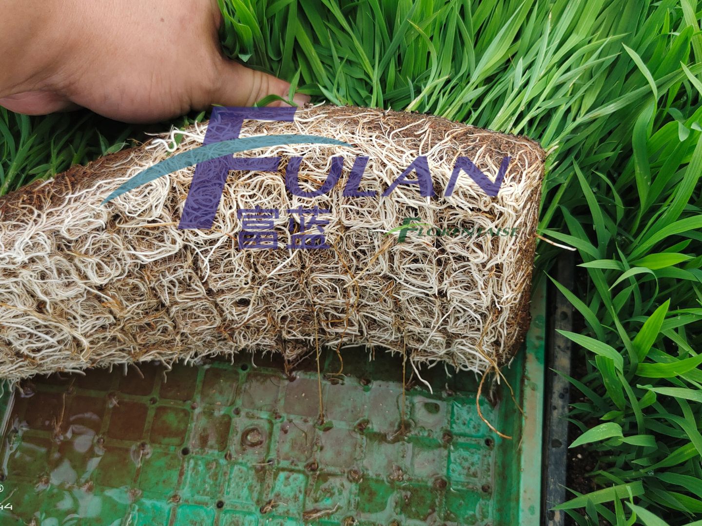 水稻育秧生产应用
