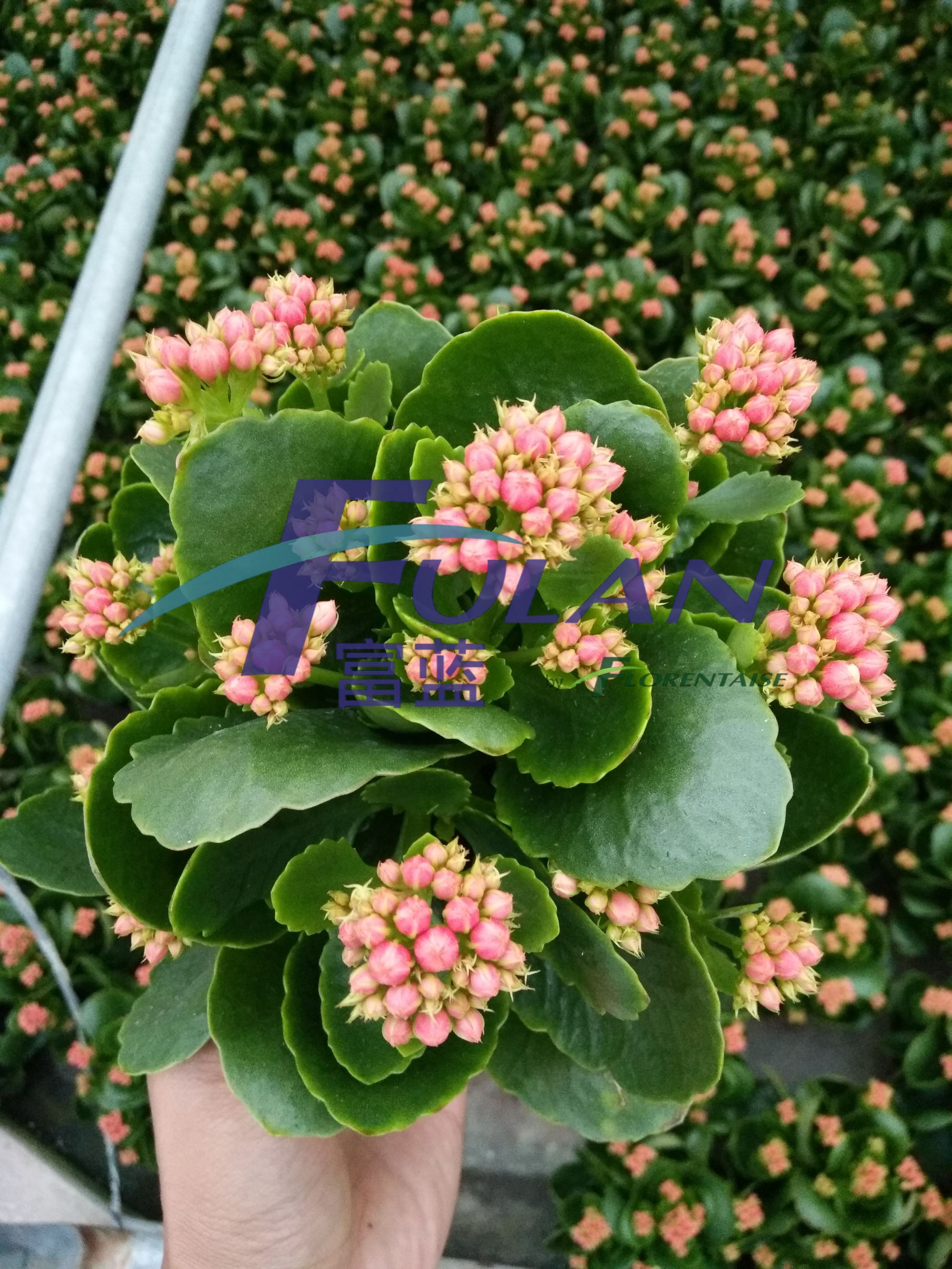 长寿花生产应用